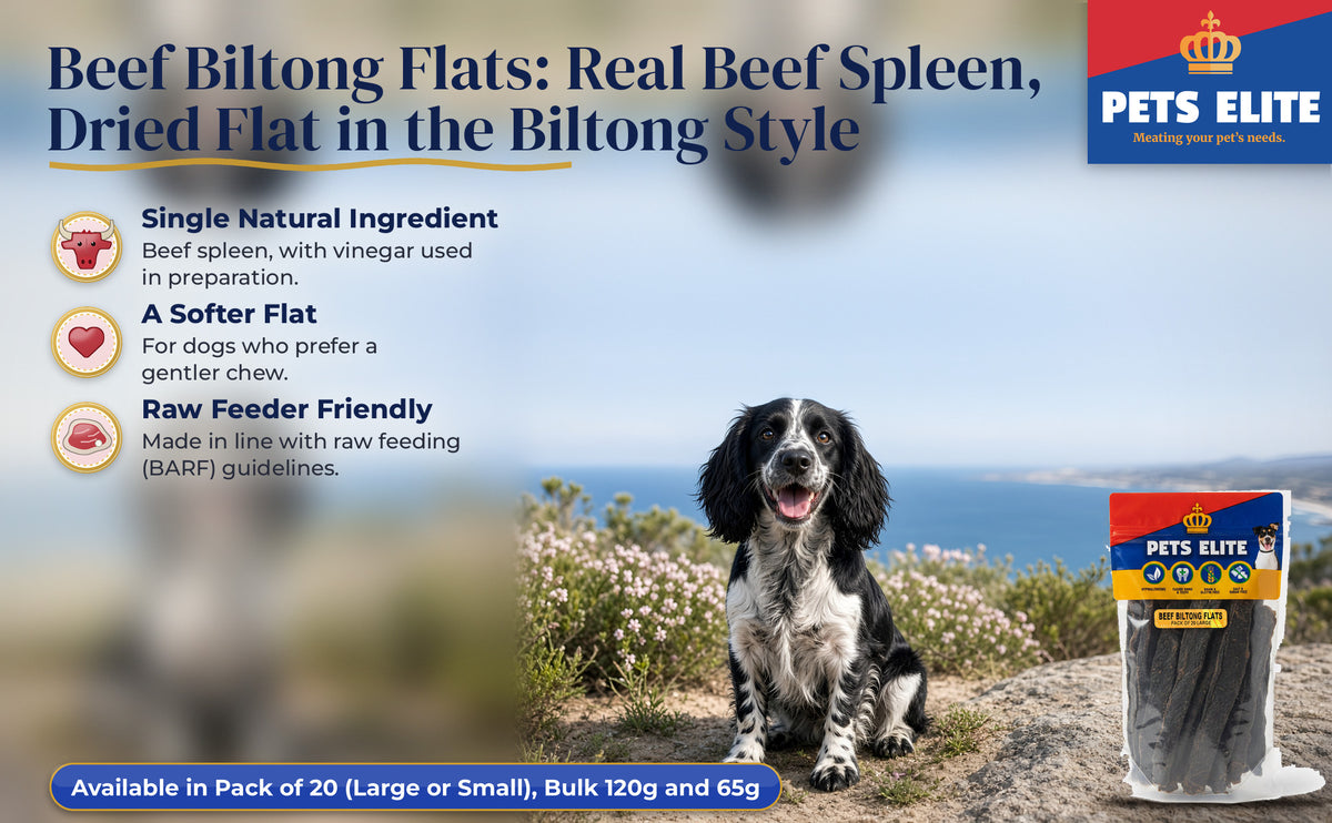 Sprocker Spaniel on the Hermanus cliff path above Walker Bay beside Beef Biltong Flats