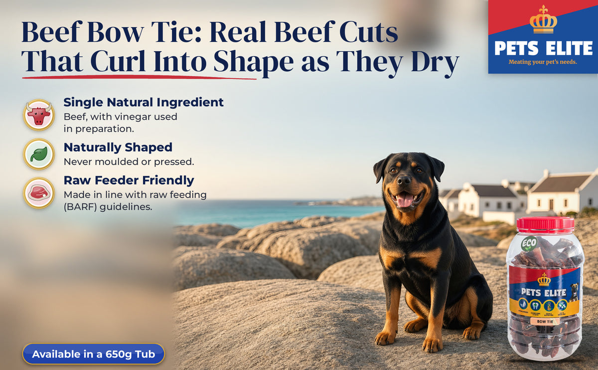 Rottweiler on the granite rocks at Paternoster at golden hour beside Pets Elite Beef Bow Tie