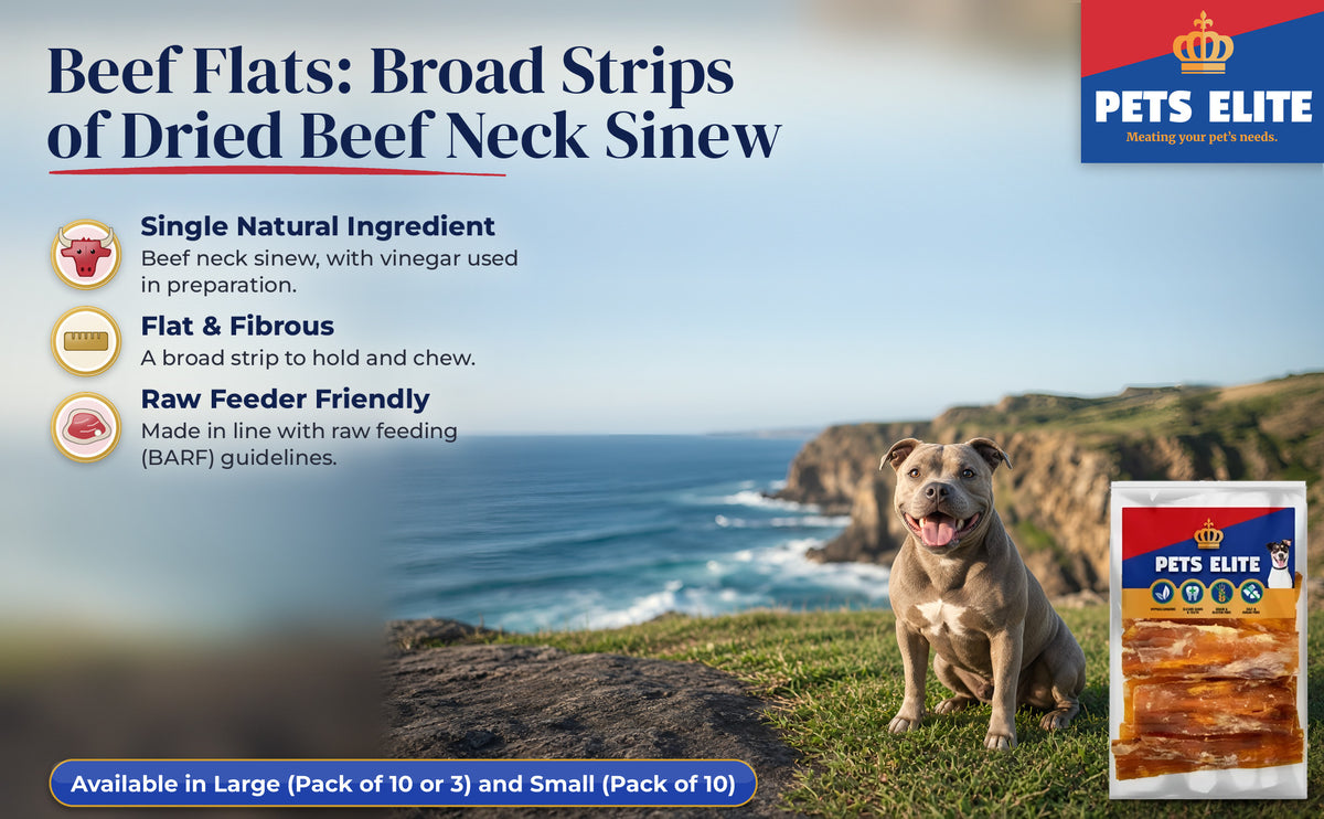 American Staffordshire Terrier on a Coffee Bay headland beside Pets Elite Beef Flats
