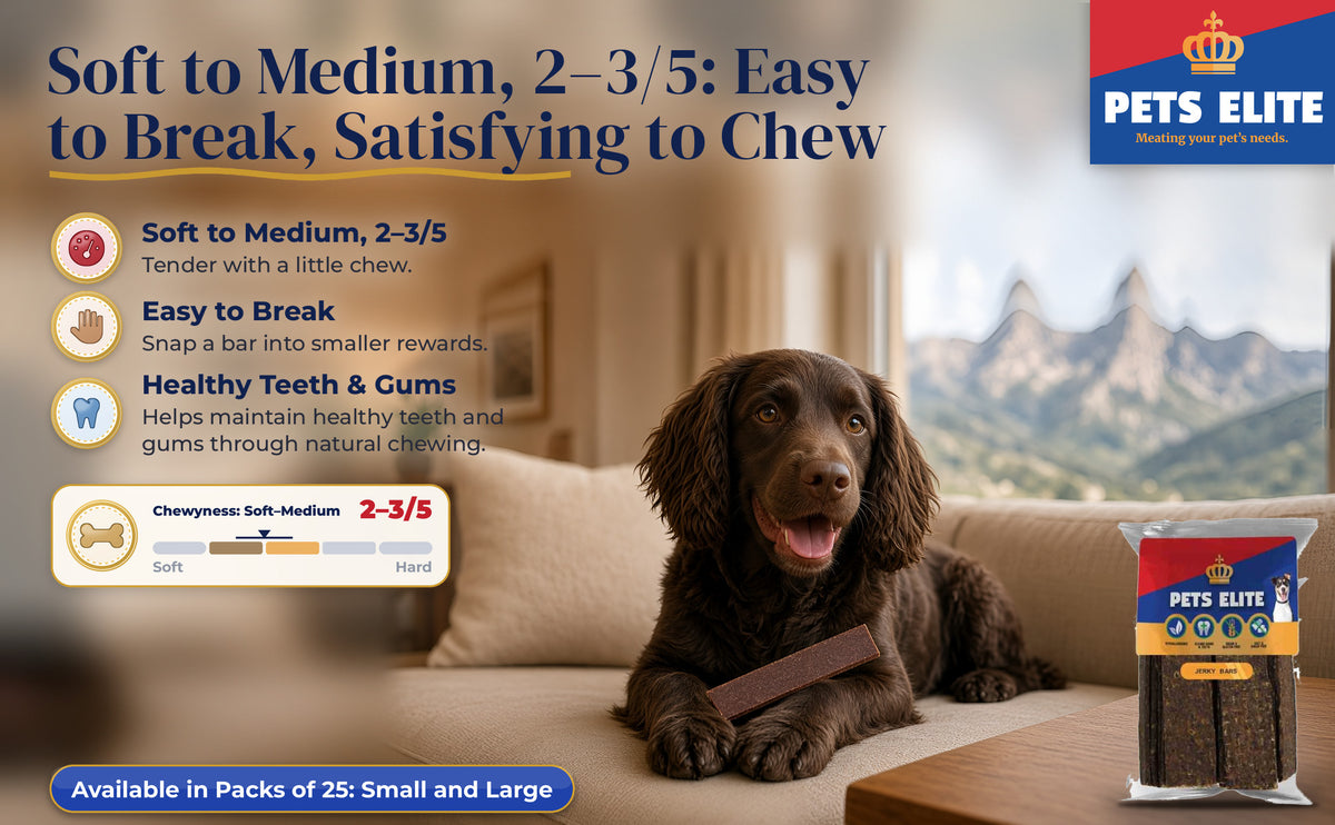 American Water Spaniel with a Jerky Bar on a sofa, Chewyness 2–3 of 5