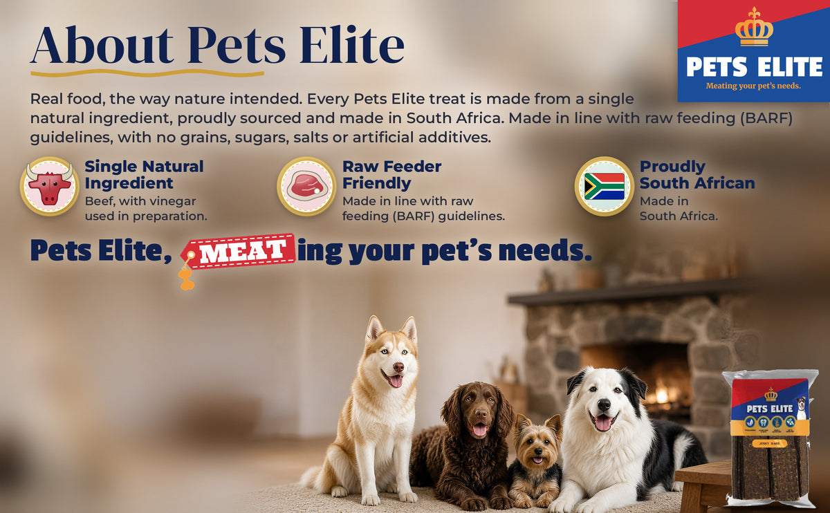 Four dogs of different breeds in a cosy Hartbeespoort lounge: About Pets Elite
