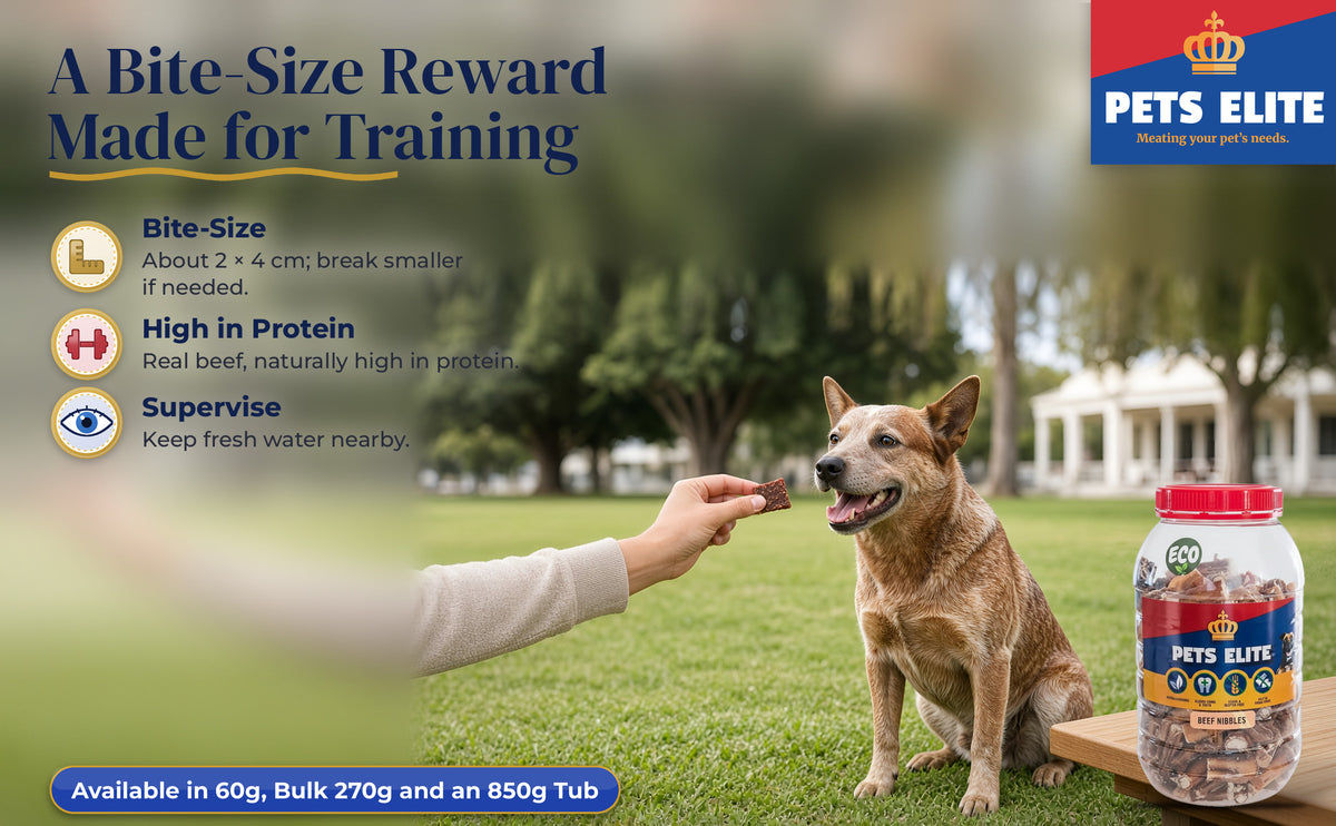 A hand rewarding an Australian Stumpy Tail Cattle Dog with a Beef Nibble on a sports field