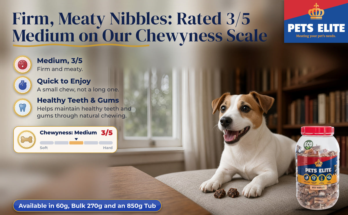 Parson Russell Terrier with two Beef Nibbles on a study window seat, Chewyness 3 of 5