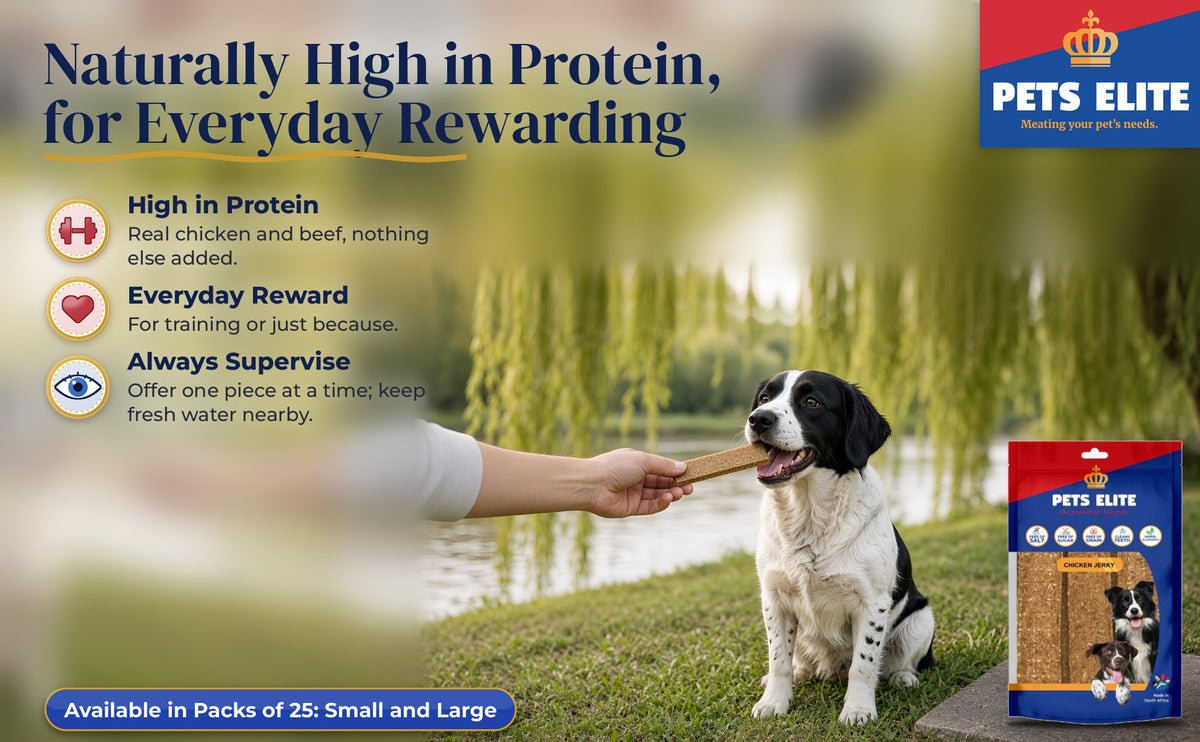 A hand offering a Chicken Jerky Bar to a Springador on a lawn by the Vaal River