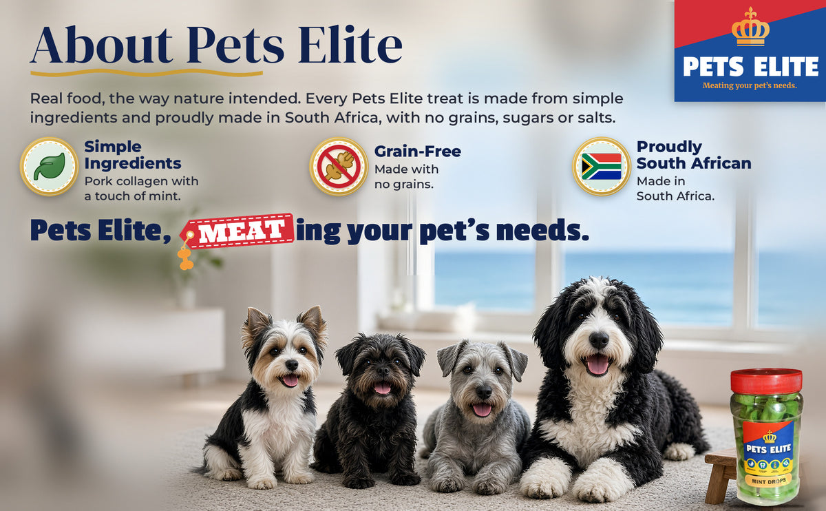 Four dogs of different breeds in a bright Gqeberha family lounge: About Pets Elite