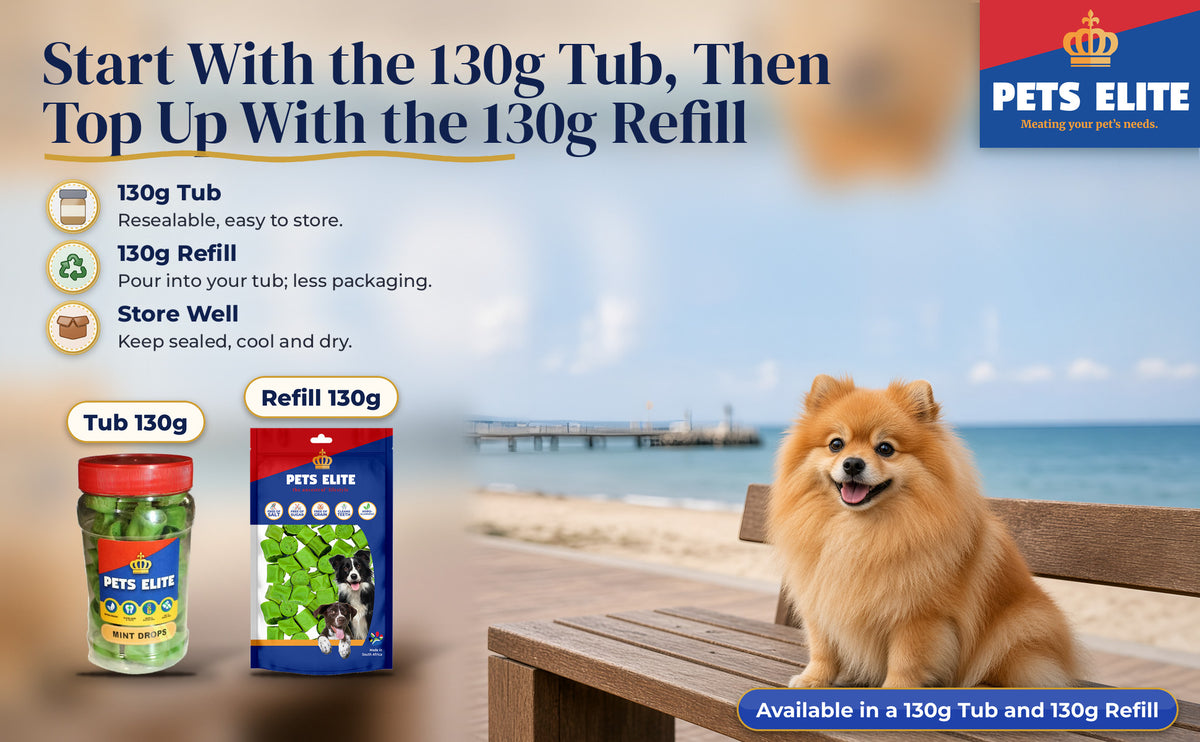 German Spitz on a Hobie Beach promenade bench with sea and pier behind