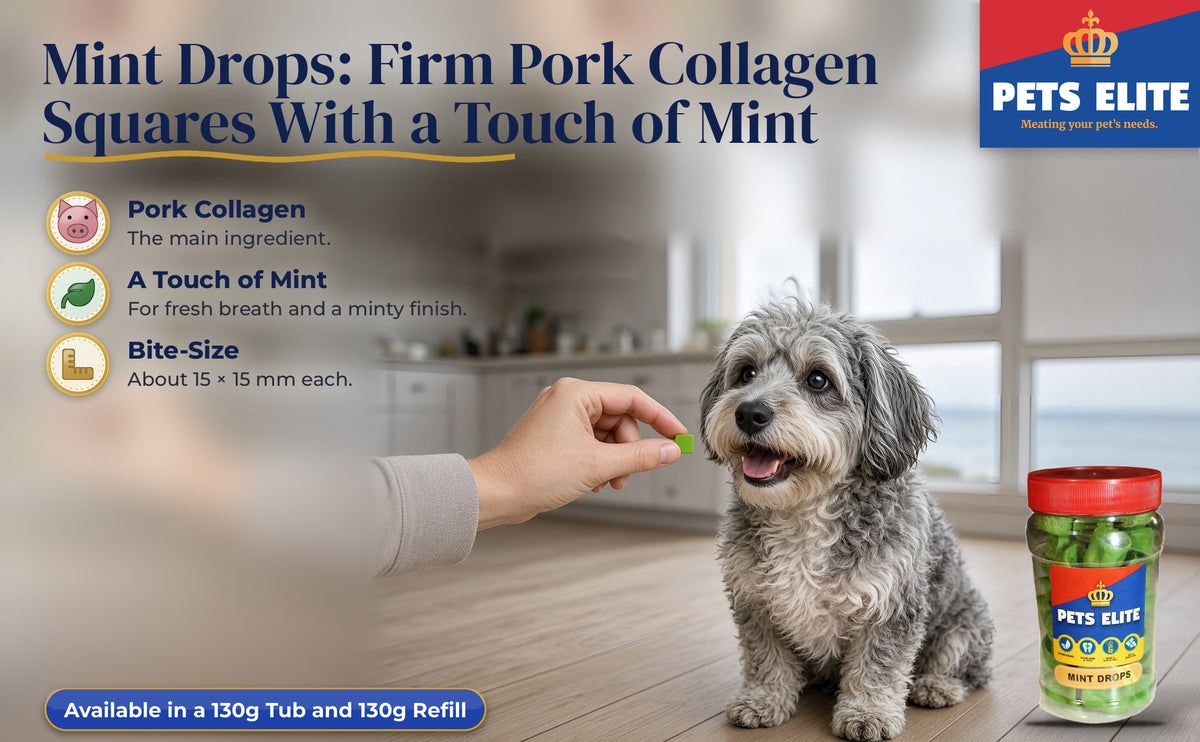 A hand offering a green Mint Drop to an Aussiedoodle in a Gqeberha family kitchen