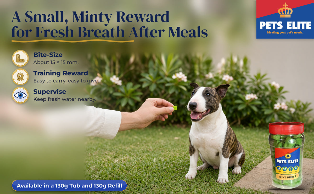 A hand rewarding a Miniature Bull Terrier with a Mint Drop on a Walmer garden lawn