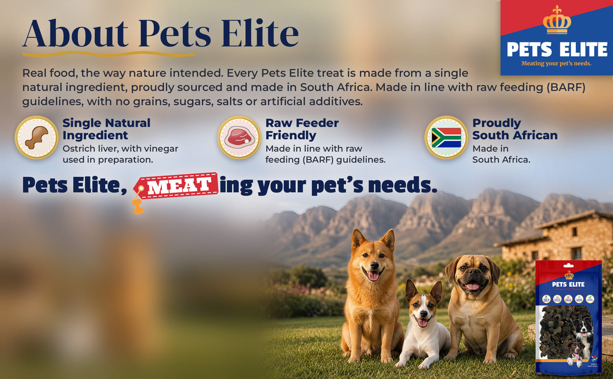 Three dogs of different breeds in an Oudtshoorn garden below the Swartberg: About Pets Elite