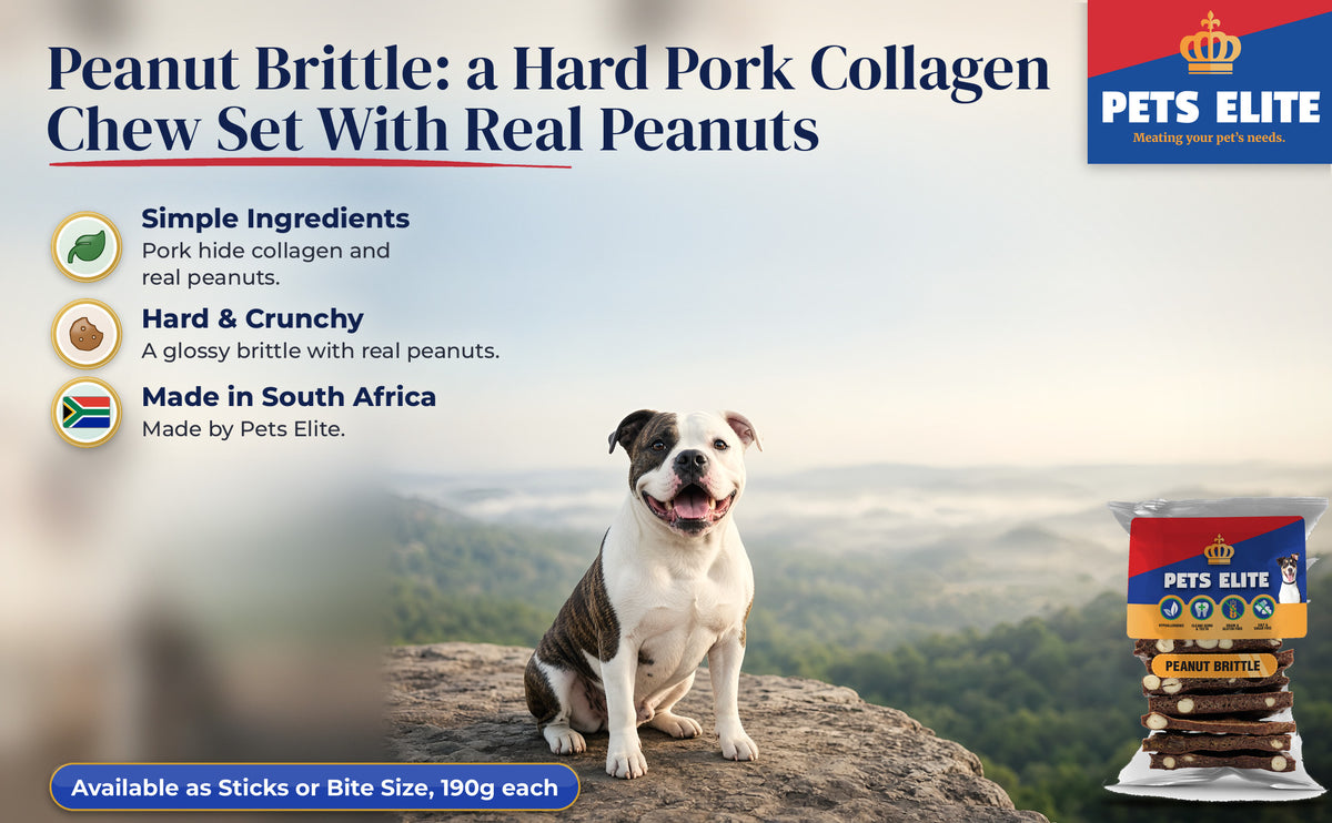 American Bulldog at God's Window on the Panorama Route beside Pets Elite Peanut Brittle