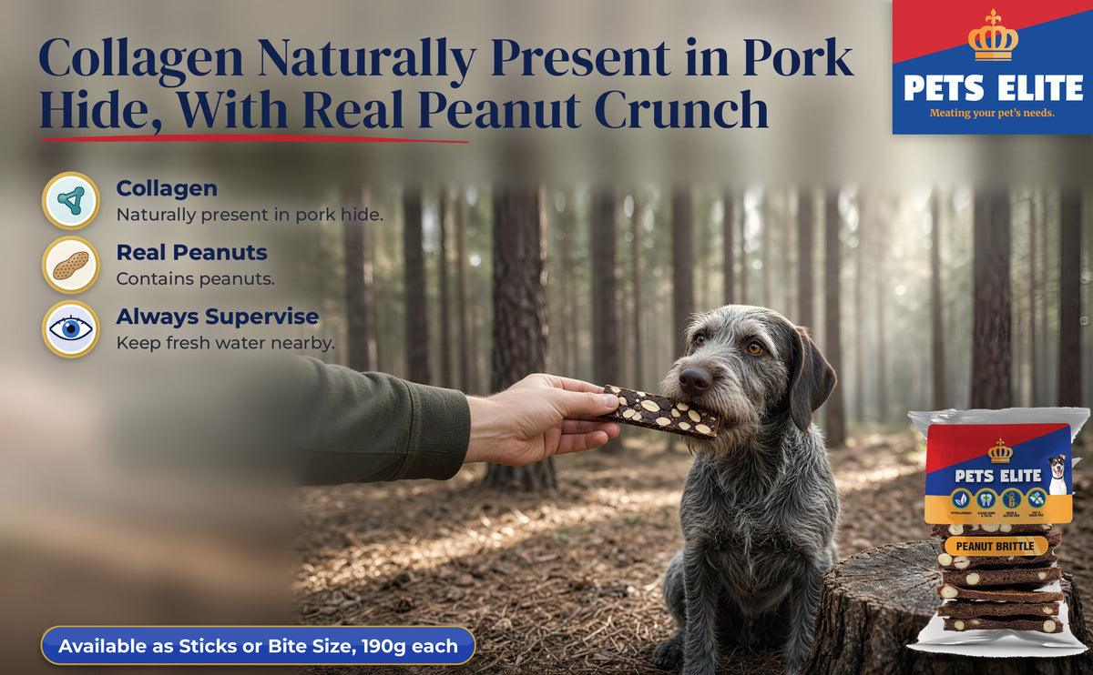 A hand offering Peanut Brittle to a Slovakian Wirehaired Pointer on a Sabie forest trail