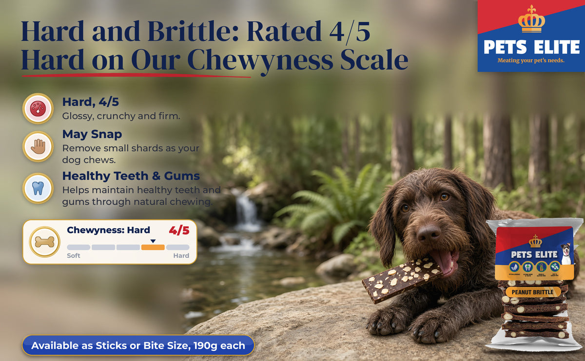 Pudelpointer chewing Peanut Brittle by the Mac Mac pools near Sabie, Chewyness 4 of 5