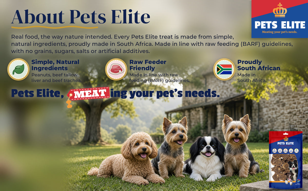 Four dogs of different breeds on a Midlands country inn lawn: About Pets Elite