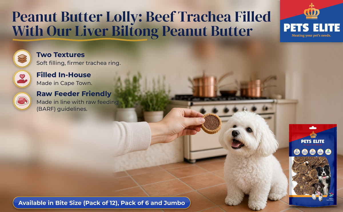A hand offering a Peanut Butter Lolly to a sitting Bichon Frise in a Midlands farmhouse kitchen