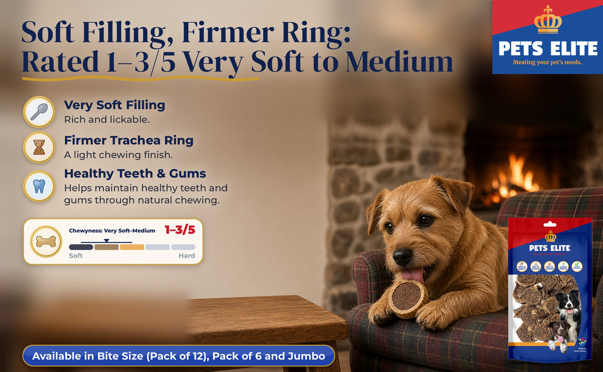 Norwich Terrier with a Peanut Butter Lolly on a tartan armchair by a fire, Chewyness 1 to 3 of 5