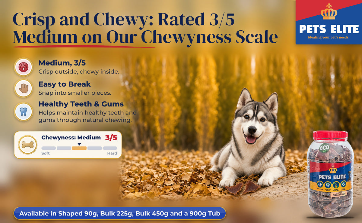 Alaskan Klee Kai with small curled Pig Ear Strips Shaped pieces in autumn leaves, Chewyness 3 of 5